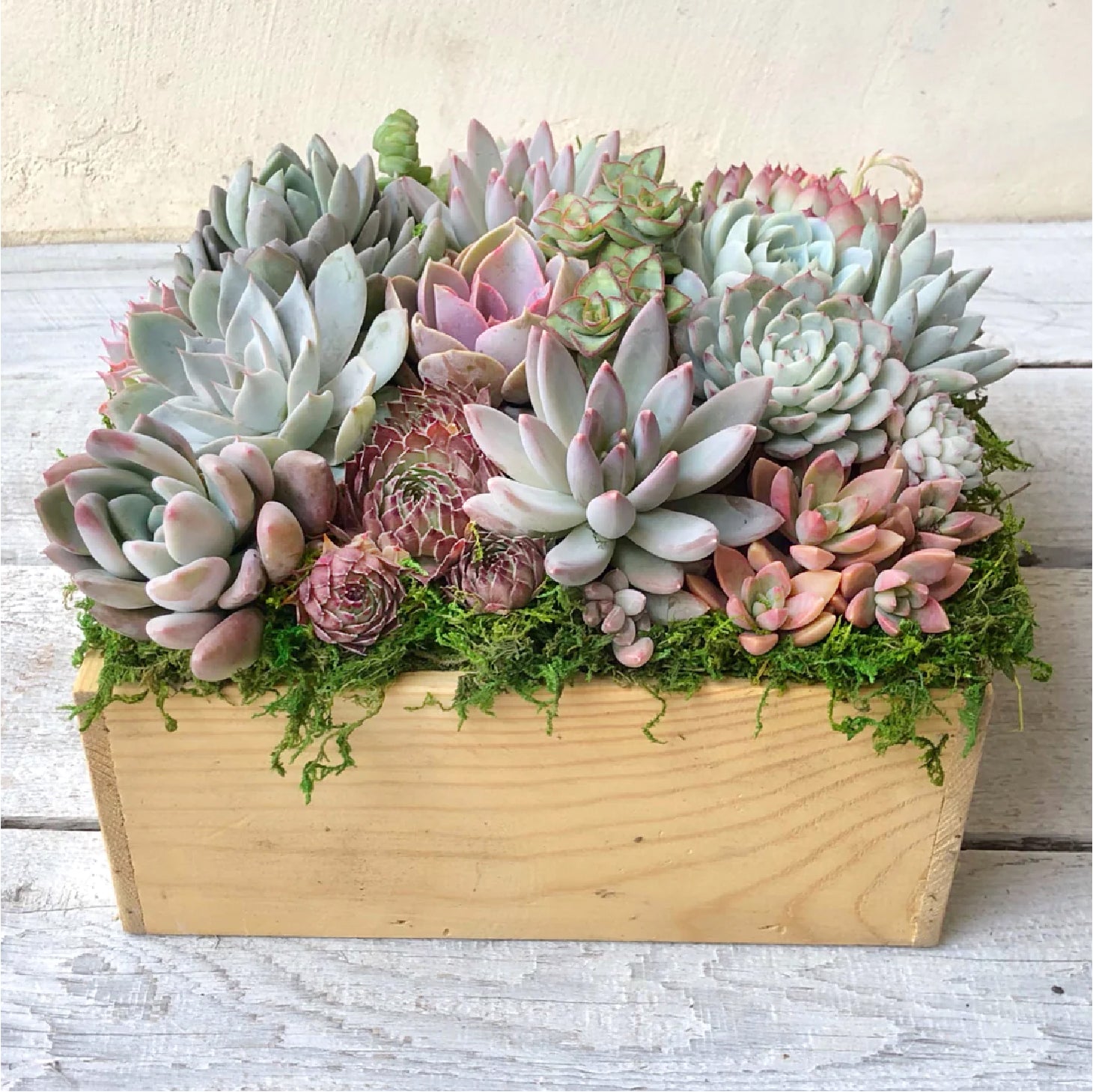 Brinley Succulent