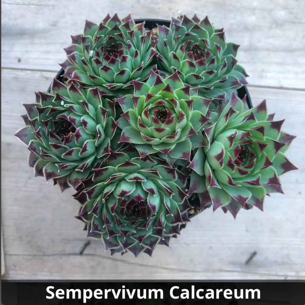 Sempervivum calcareum 4”