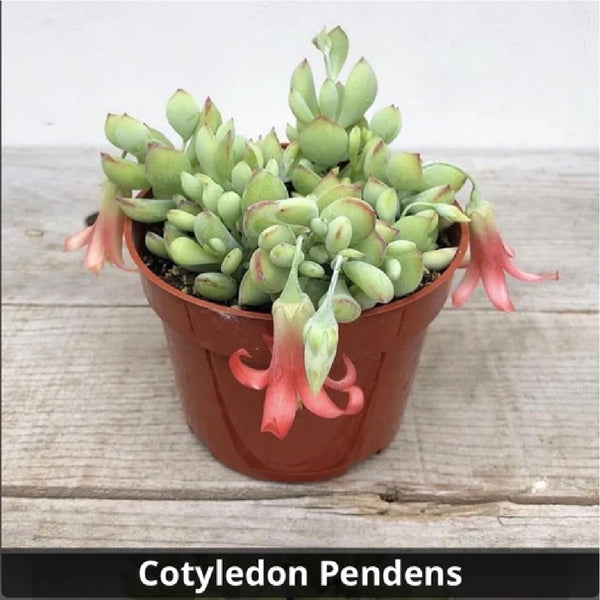 cliff cotyledon succulent Cotyledon Pendens 4”