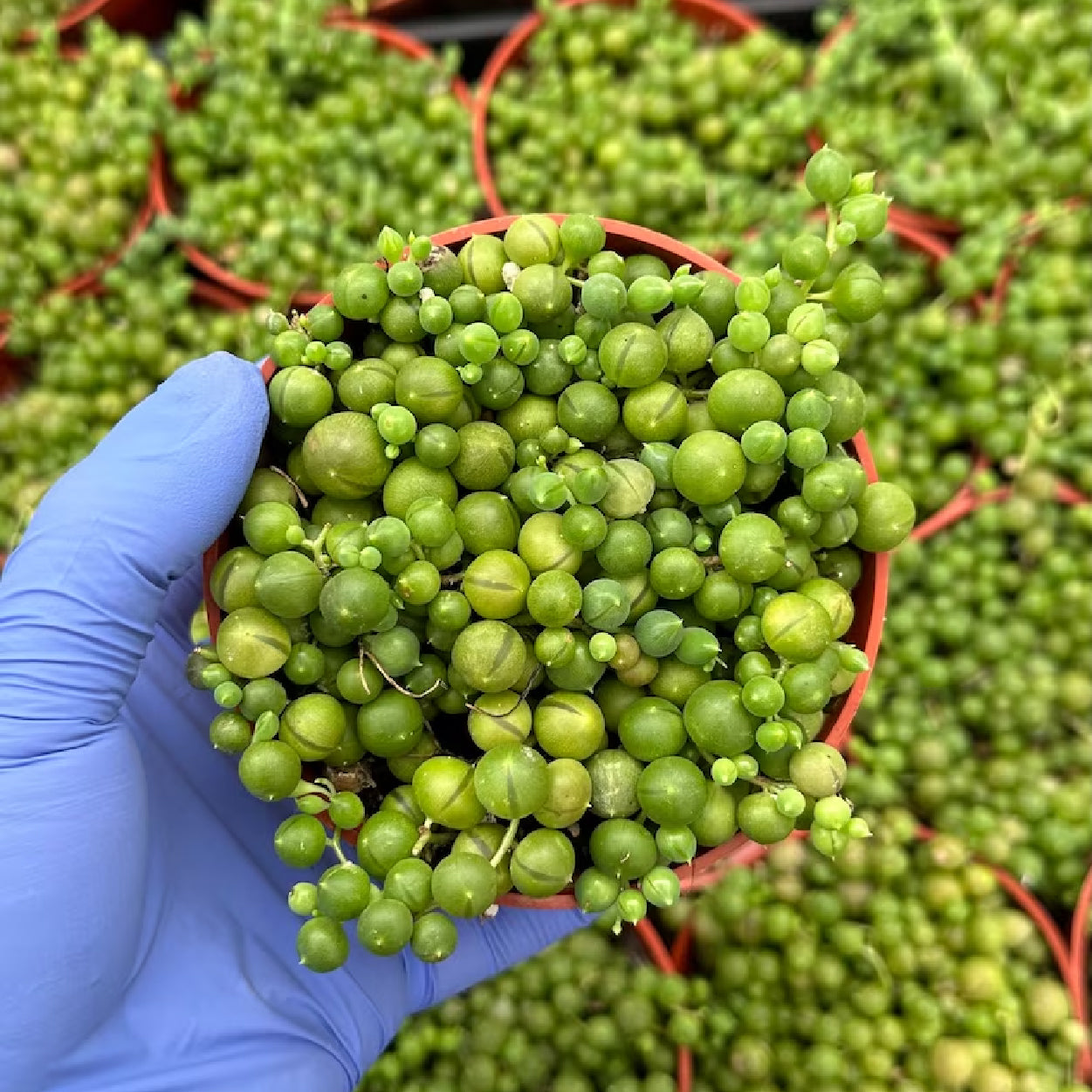 String of Pearls Senecio rowleyanus 4”