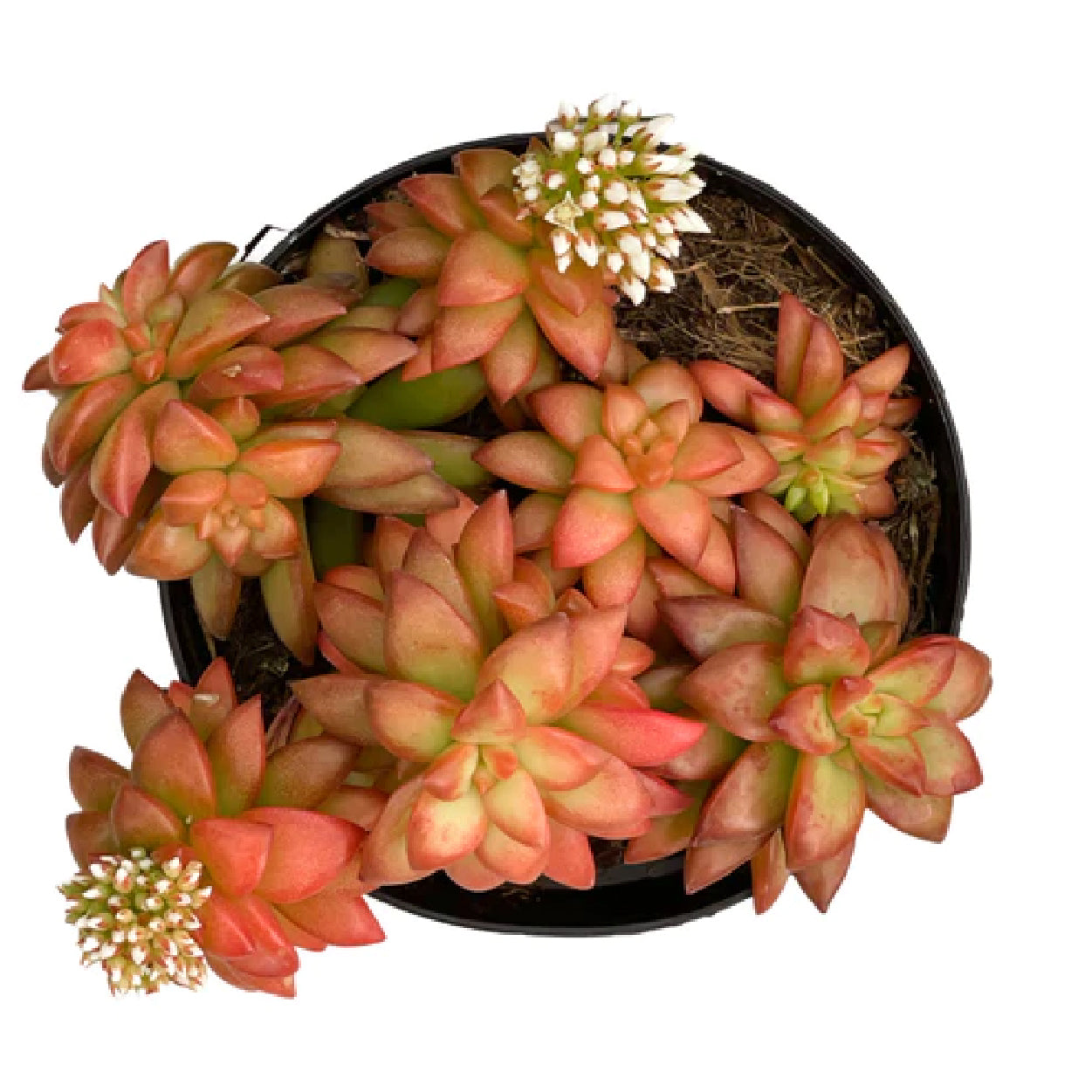 Sedum 'Shooting Stars'