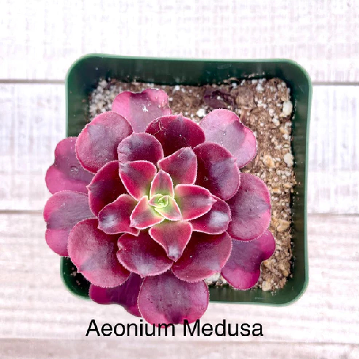 Rare Aeonium Medusa