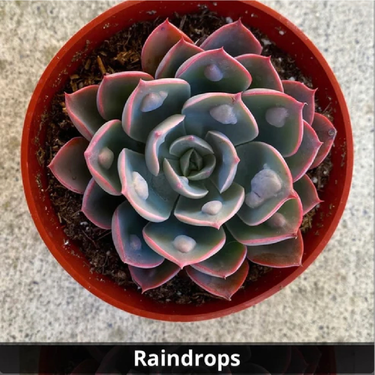 Echeveria Raindrops 4”