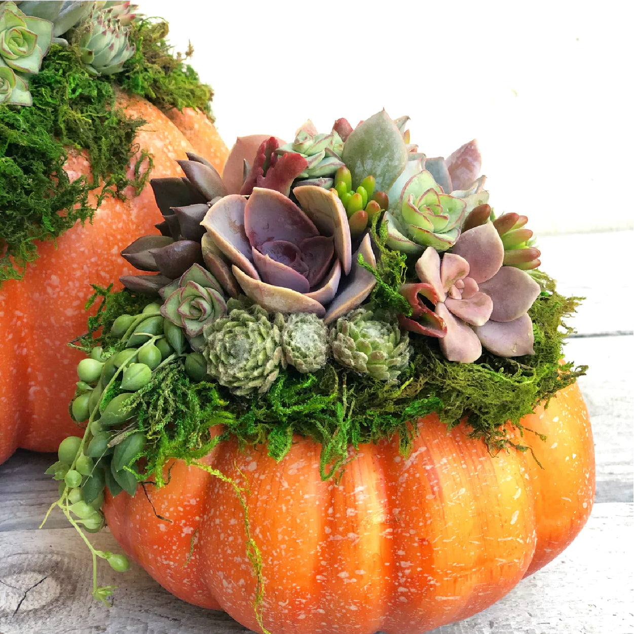 succulent pumpkins for sale Pumpkin Trimmed 9-10 inches / Orange Pumpkin