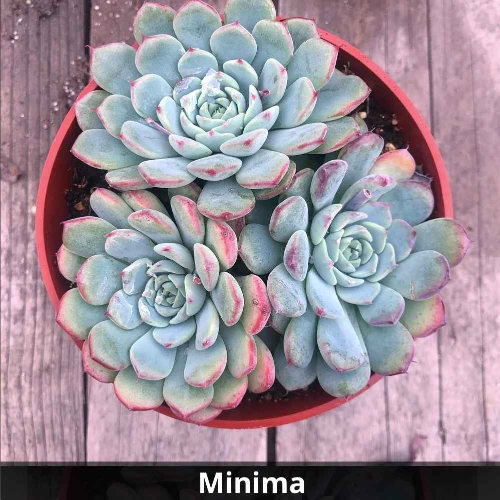 blue minima succulent Echeveria Minima 4”