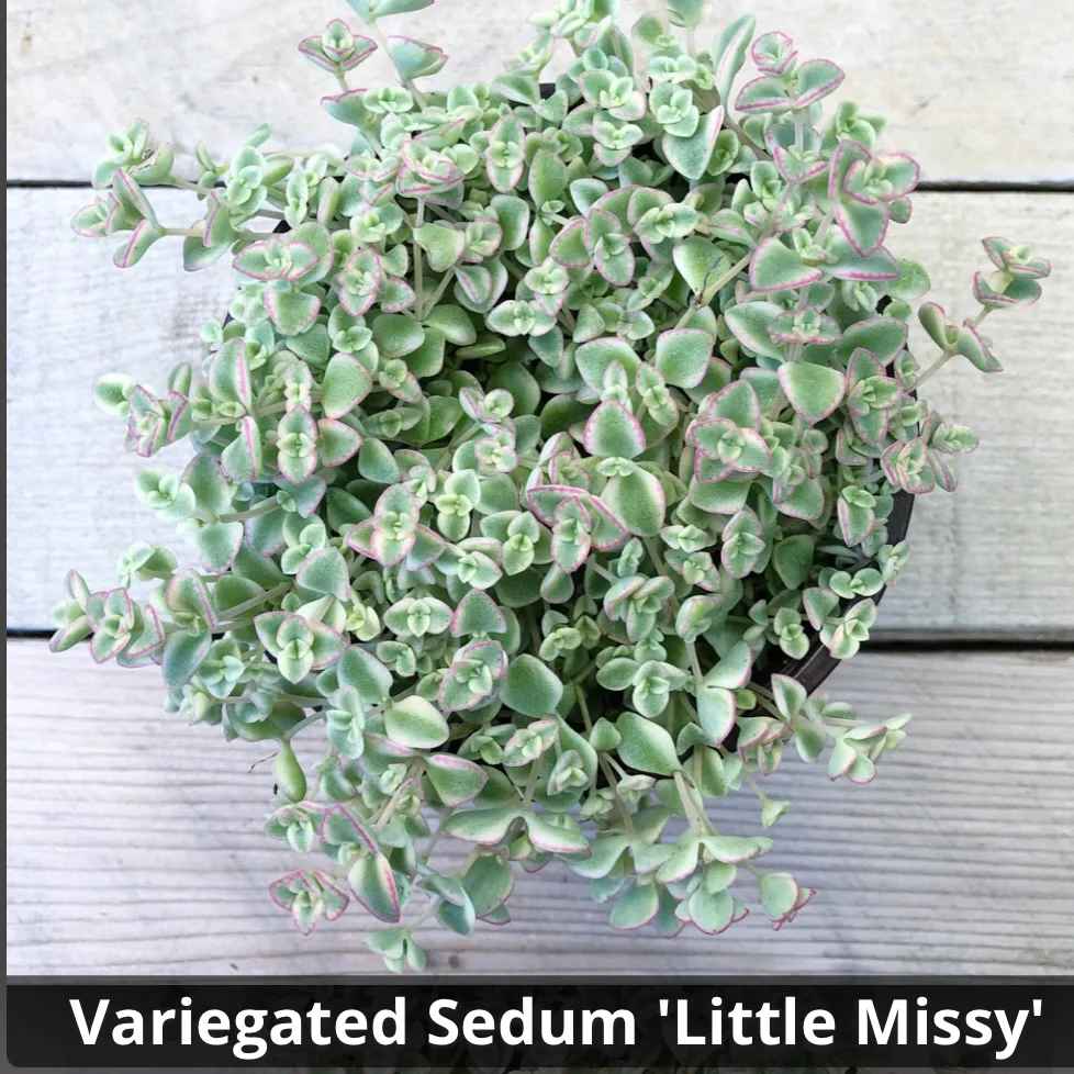 Crassula Sedum 'Little Missy' 4”