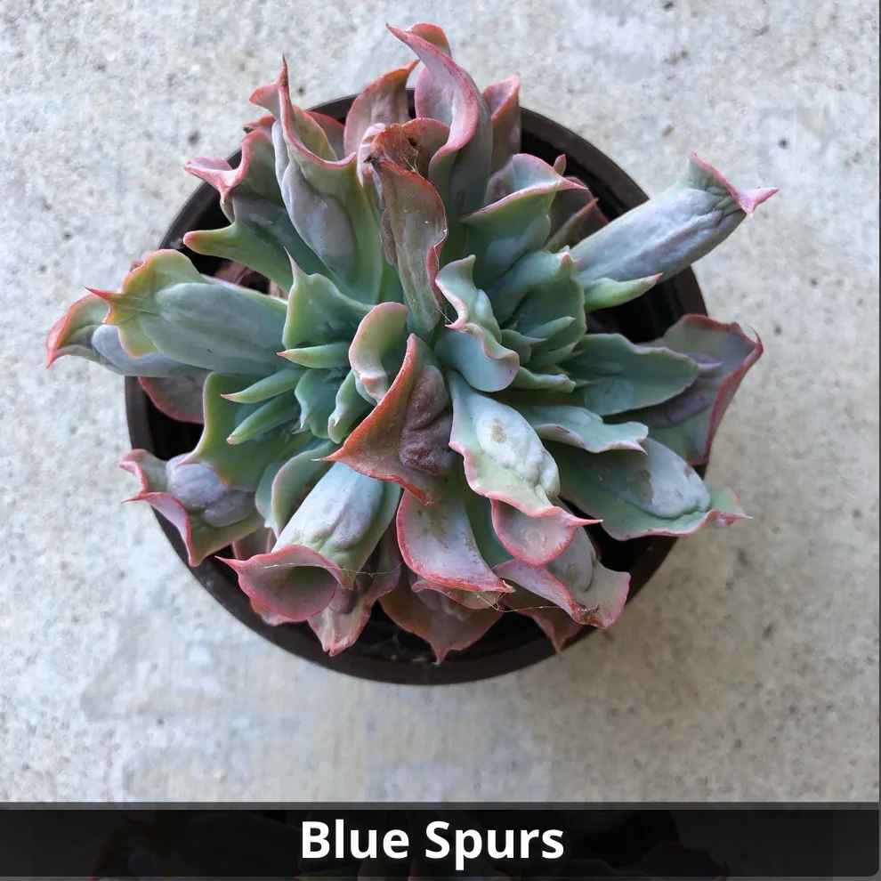 Echeveria Blue Spurs 4”