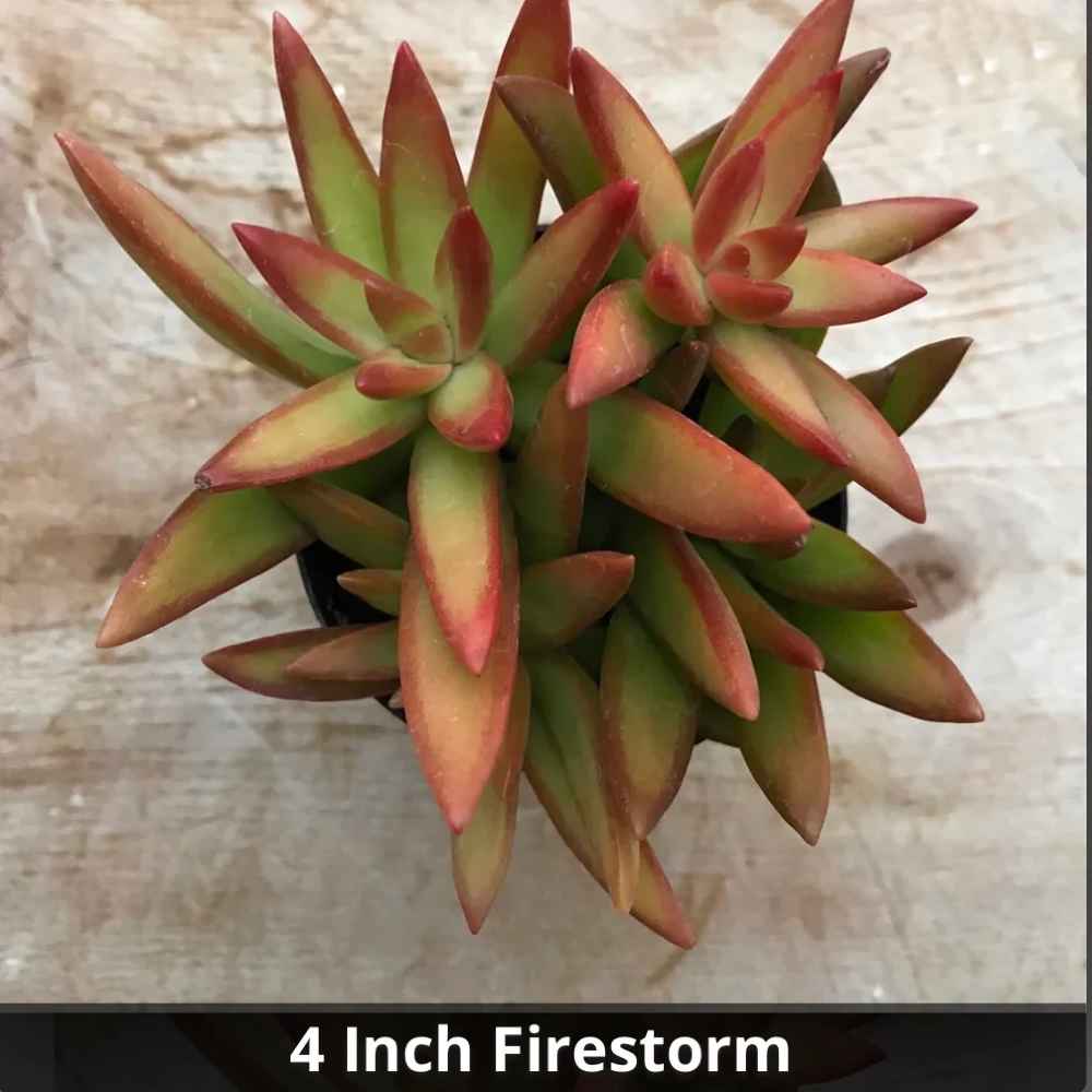 Sedum Firestorm 4”