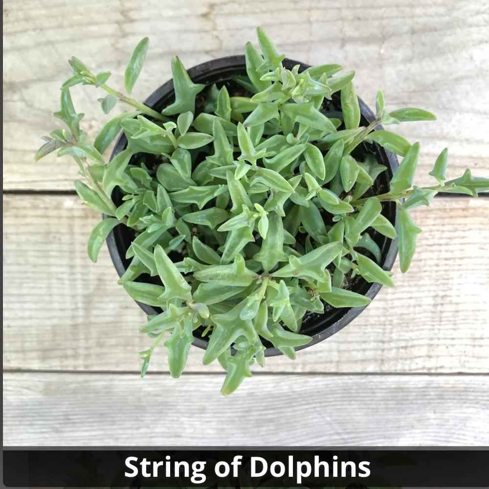 Senecio peregrinus ‘String of Dolphins’ 4”