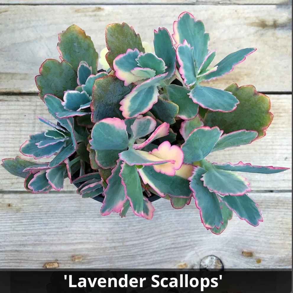 Kalanchoe fedtschenkoi Lavender Scallops 4”