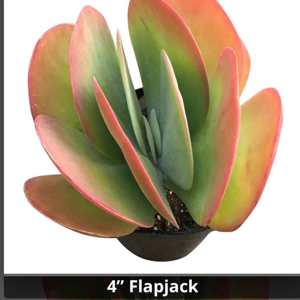Kalanchoe luciae - Flap Jack or Paddle Plant 4”
