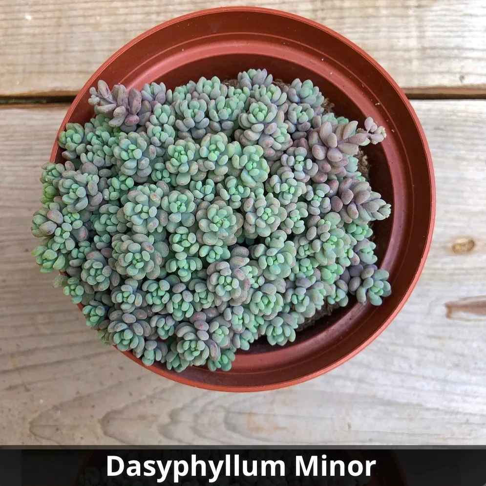 Sedum dasyphyllum 'Minor' 4”