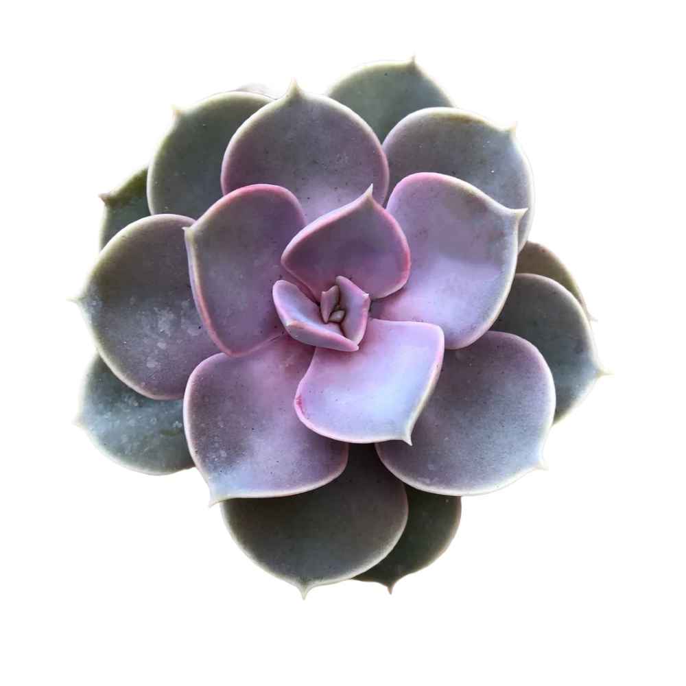 Echeveria 'Perle von Nurnberg'