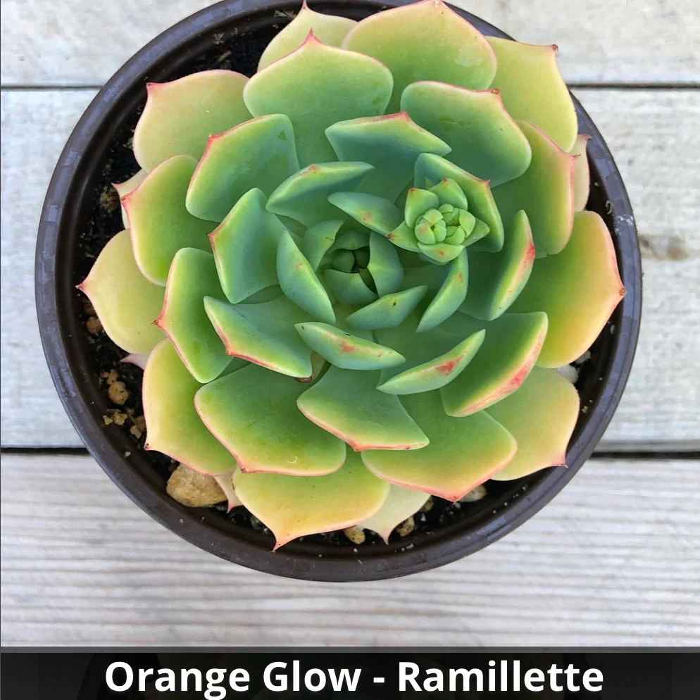 Echeveria 'Ramillete' Orange Glow 4”