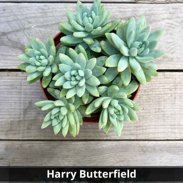 blue burrito succulent Sedeveria 'Harry Butterfield'