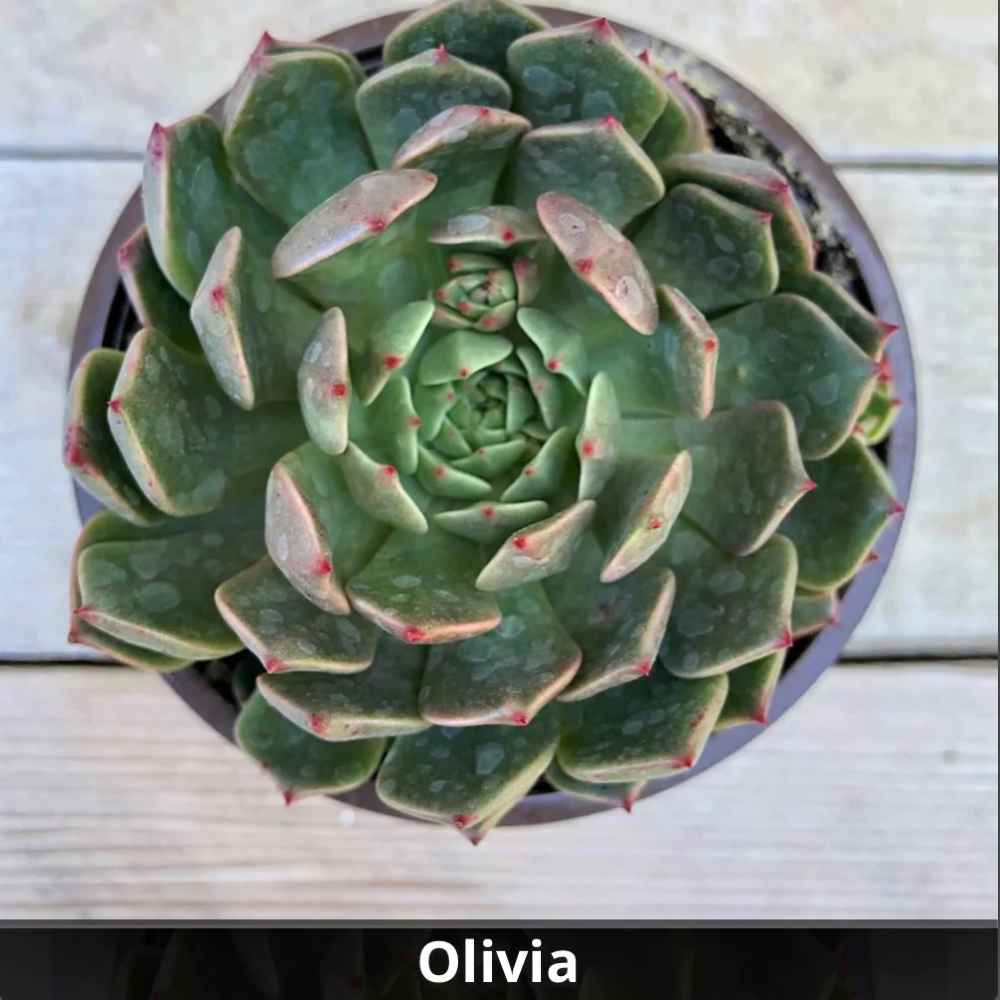 olivia succulent Graptoveria 'Olivia' 4”
